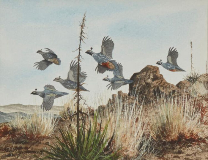 Hagerbaumer, David – Covey of Bob White Quail