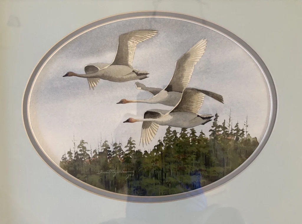 swans