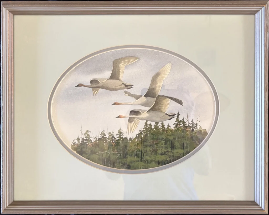 swans